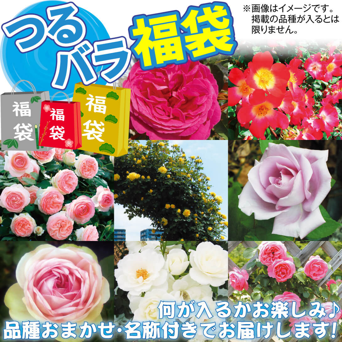 つるバラ福袋