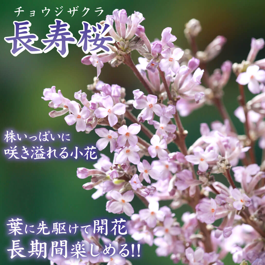 長寿桜1