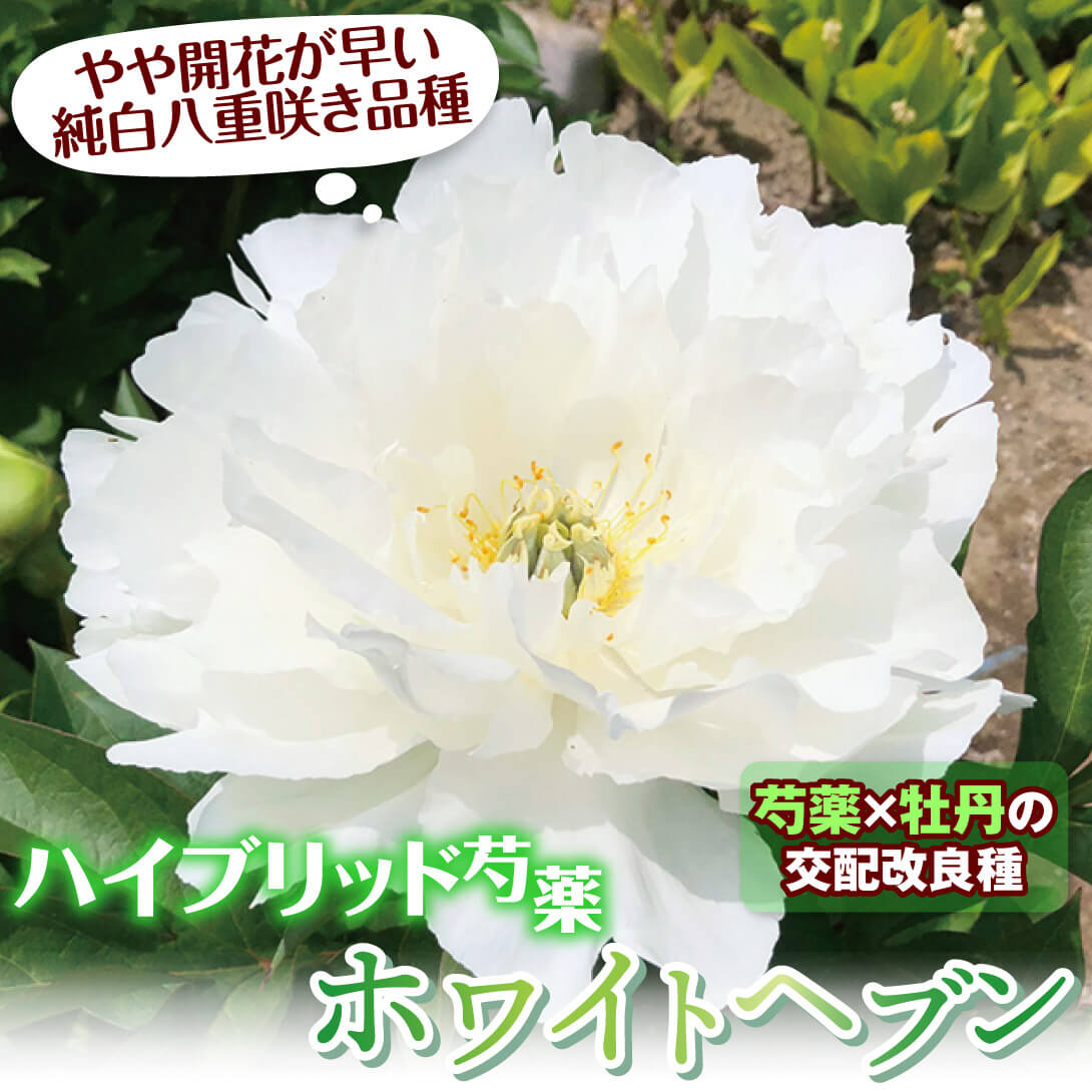 ホワイトヘブン1
