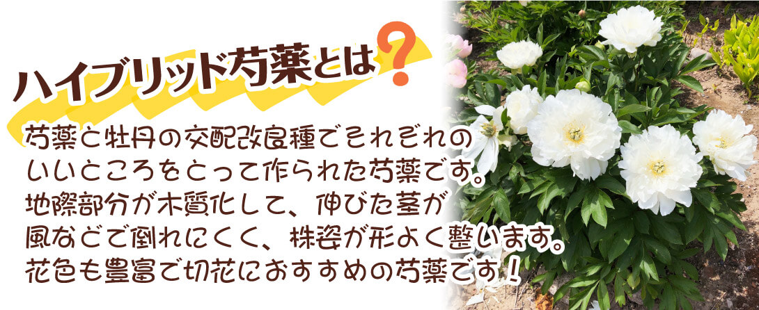 ホワイトヘブン2