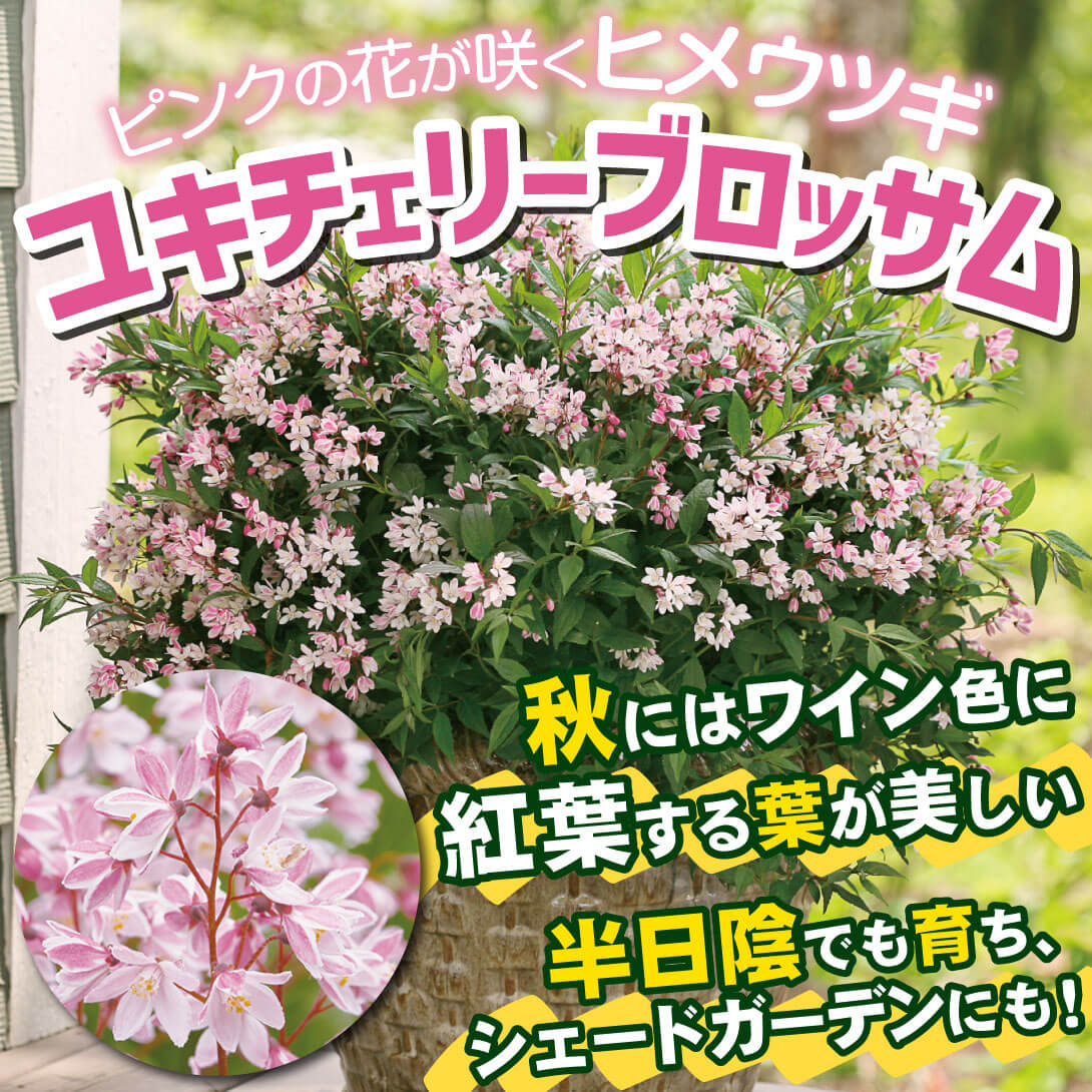 ユキチェリーブロッサム1