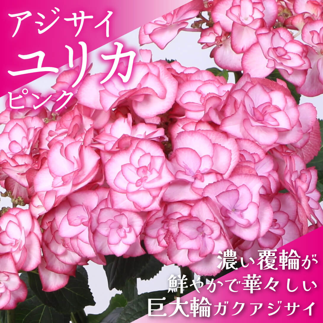 ユリカ ピンク1