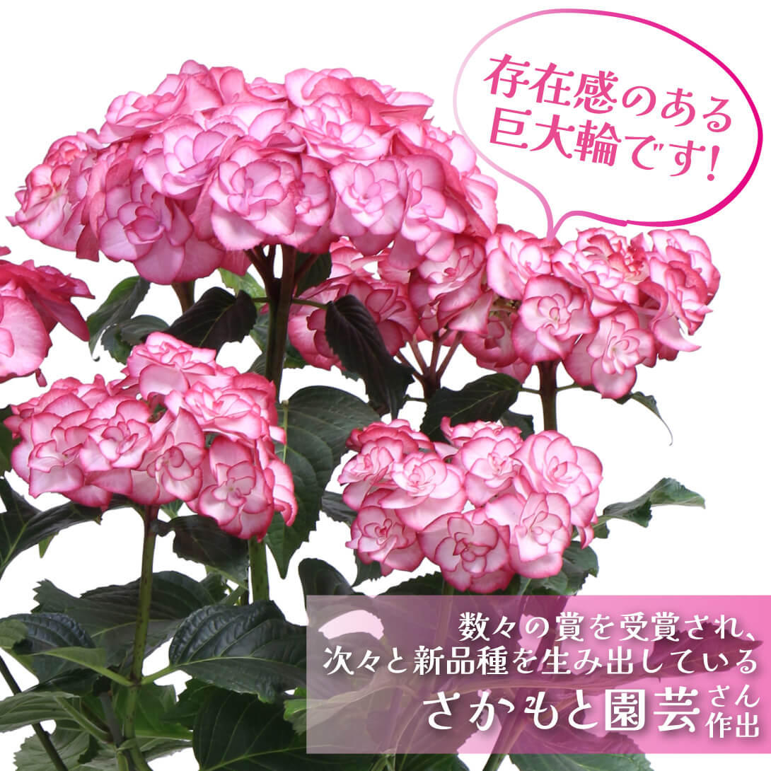 ユリカ ピンク2