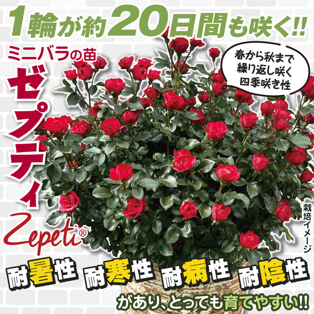 ゼプティ1