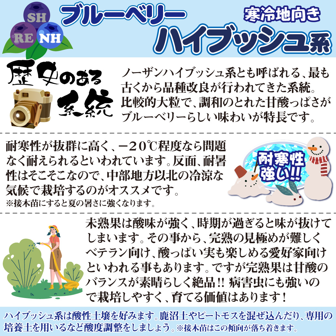 ハイブッシュ系