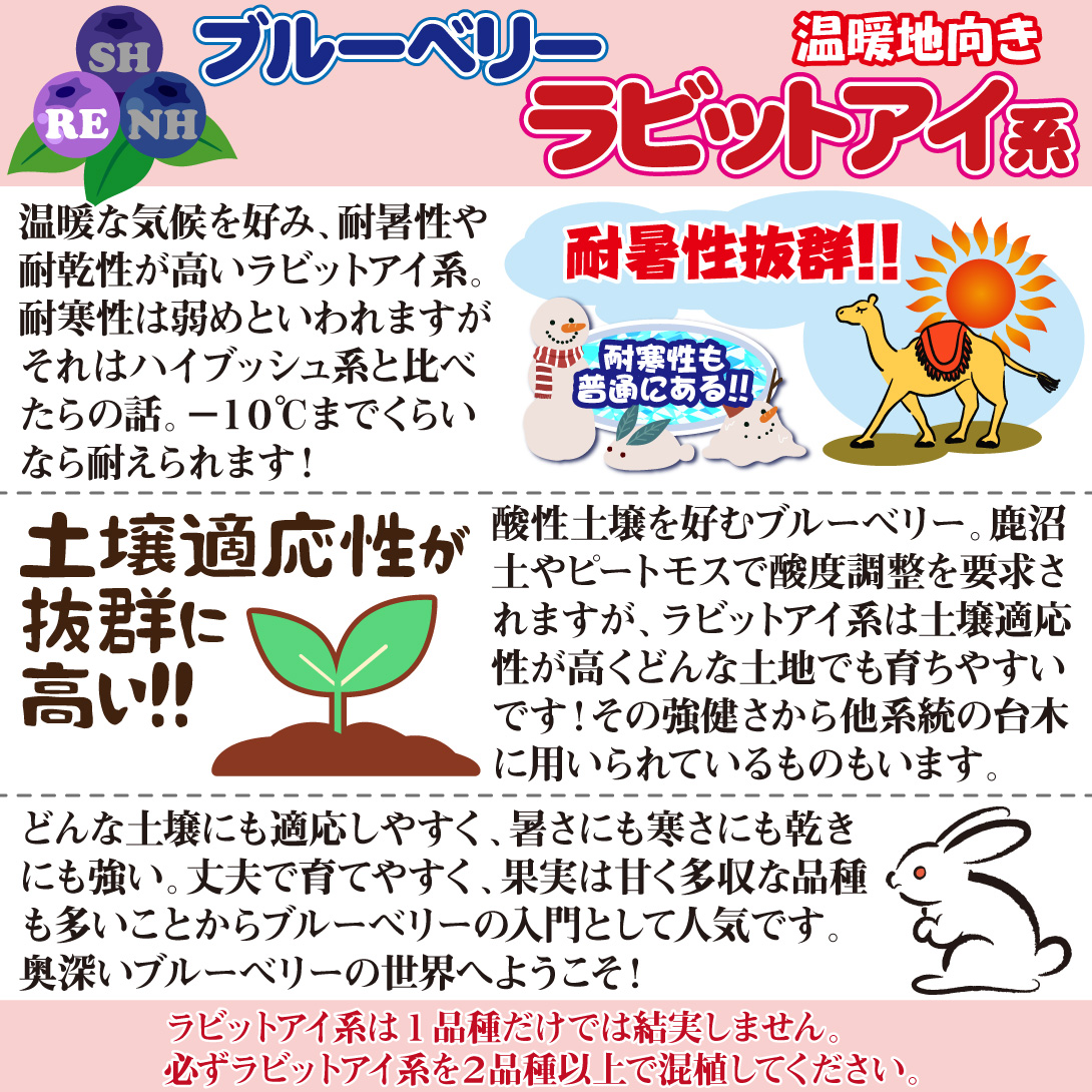 ハイブッシュ系