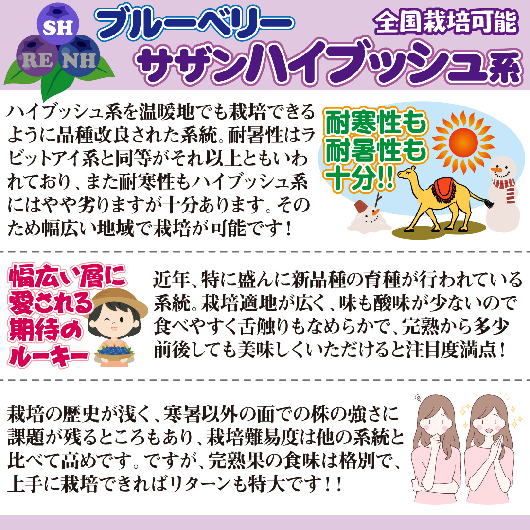 ハイブッシュ系