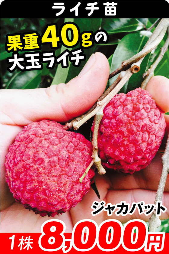 ライチ ジャカパット