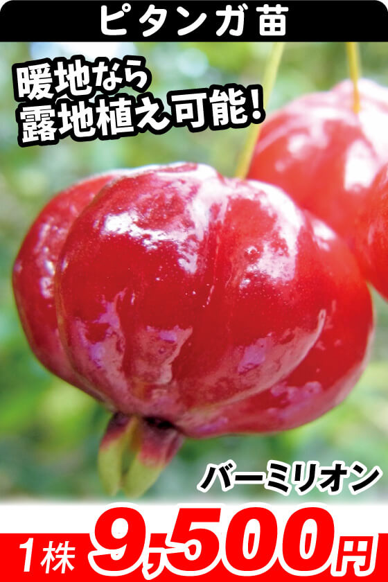 ピタンガ バーミリオン