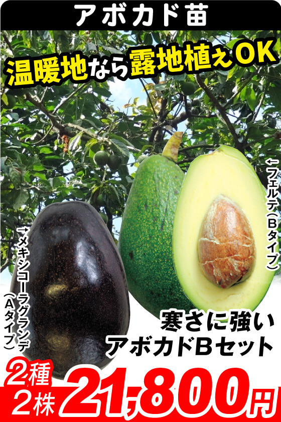 寒さに強いアボカドBセット