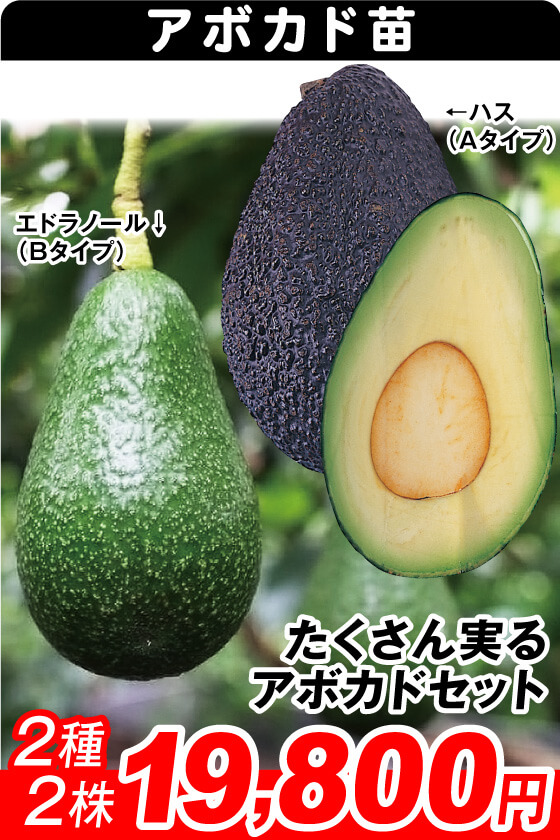 たくさん実るアボカドセット