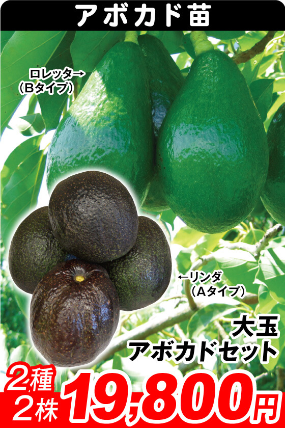 大玉アボカドセット