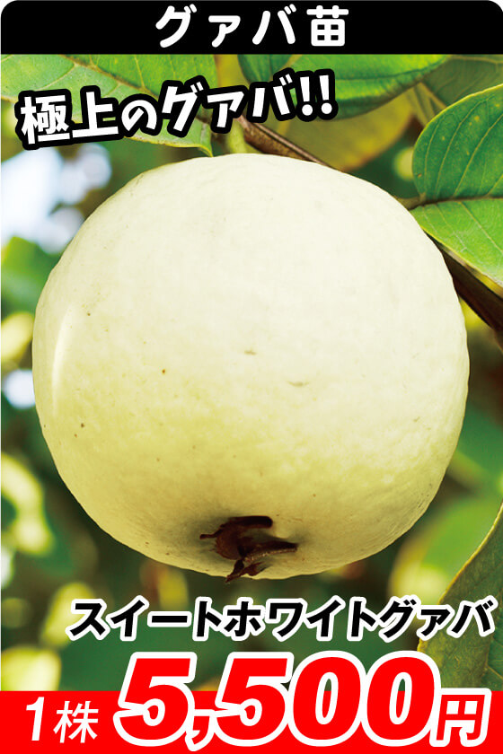 スイートホワイトグァバ