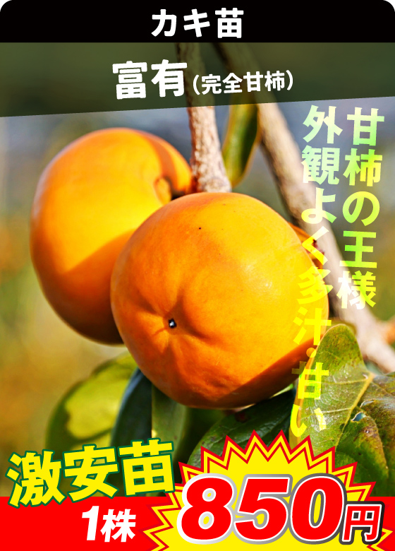 カキ・富有