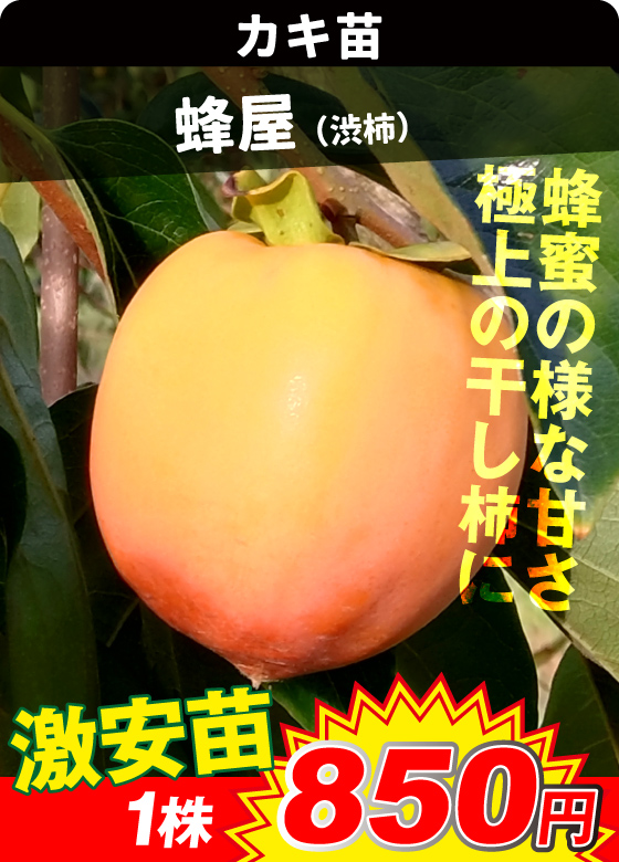 蜂屋 渋柿