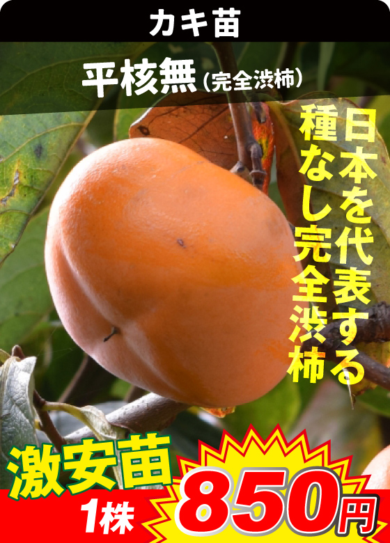 平核無 渋柿