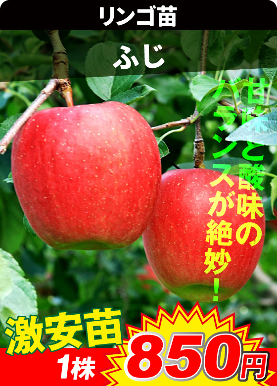 リンゴ・ふじ