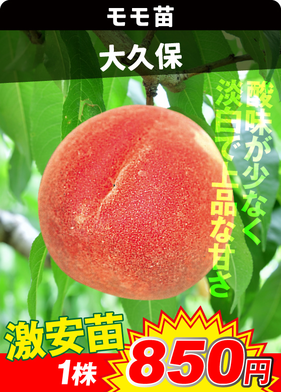 モモ・大久保