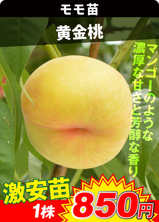 モモ・黄金桃
