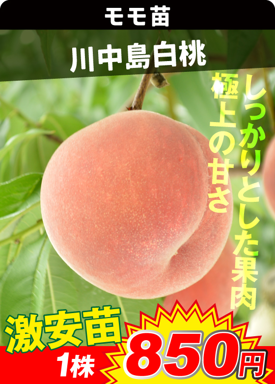 モモ・川中島白桃