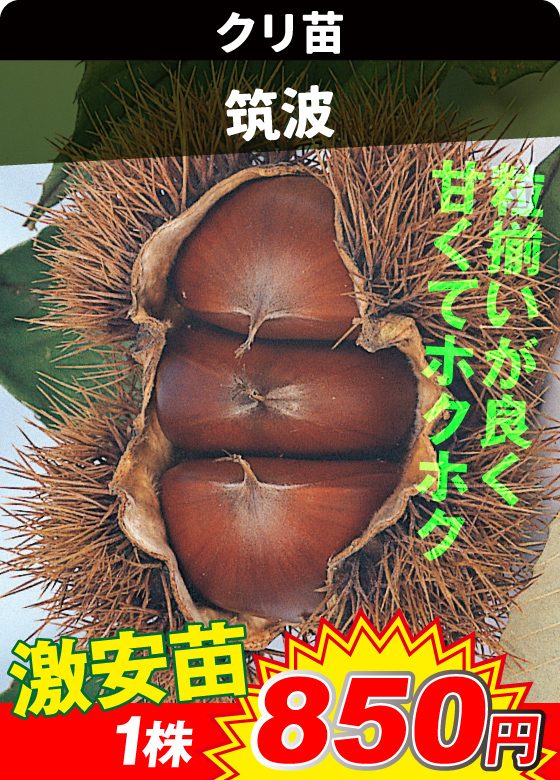 筑波