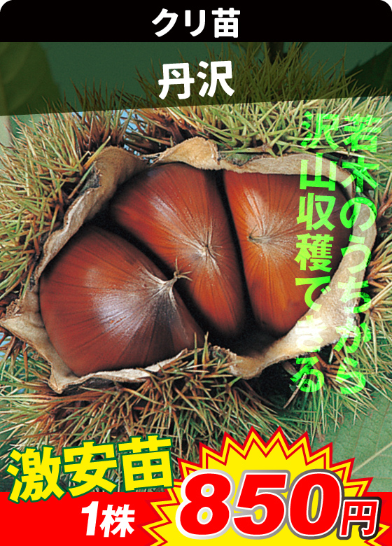丹沢