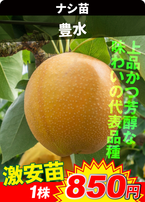 ナシ・豊水