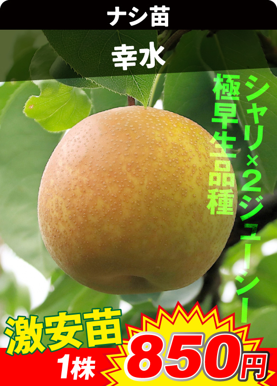 ナシ・幸水