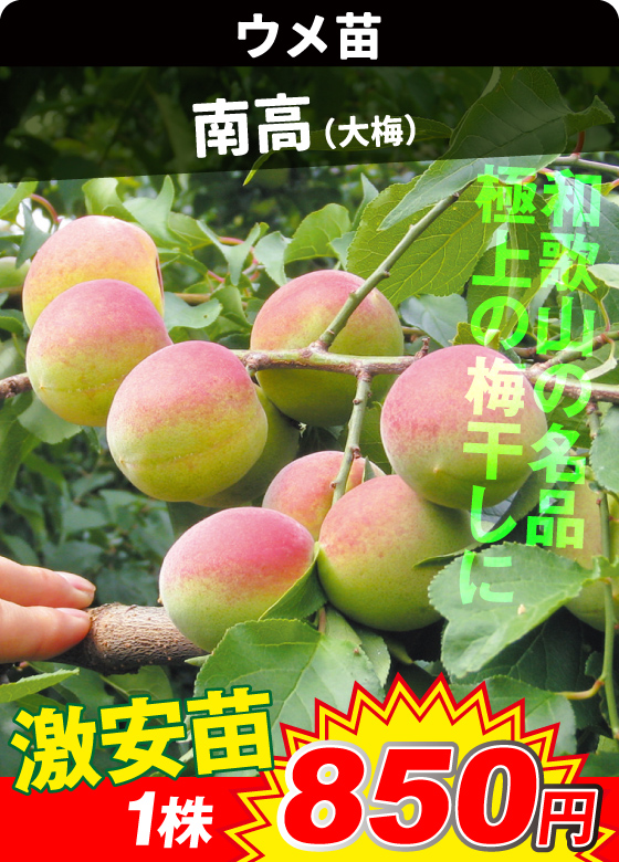 ウメ・南高