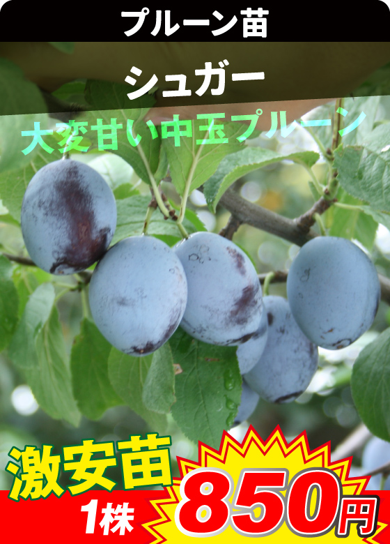 プルーン・シュガー