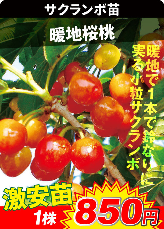 サクランボ・暖地桜桃