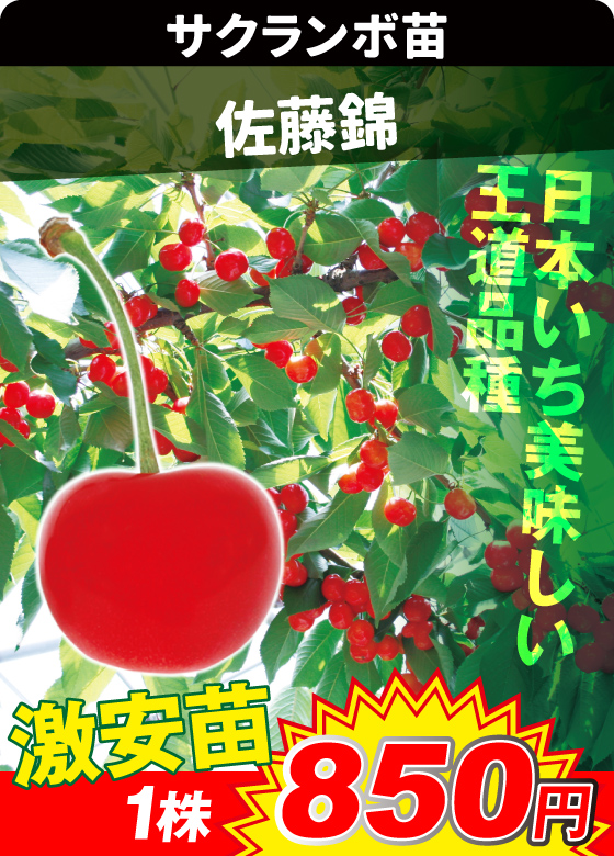 サクランボ・佐藤錦