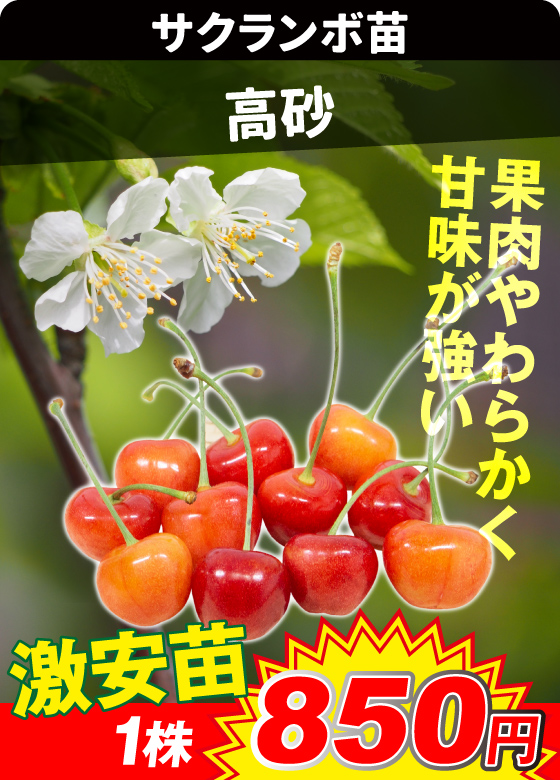 サクランボ・高砂