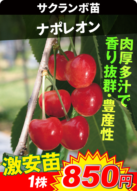 サクランボ・ナポレオン