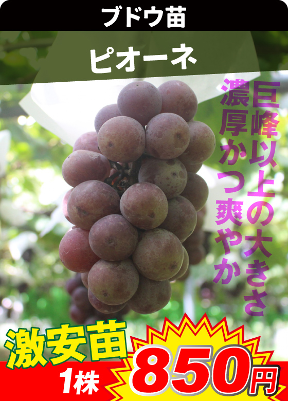 ピオーネ ブドウ
