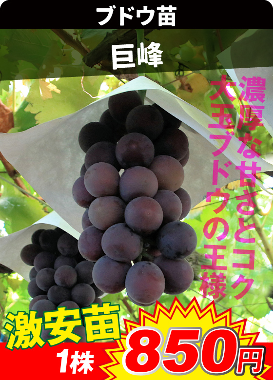 巨峰 激安ブドウ