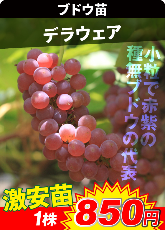 デラウェア 激安ブドウ