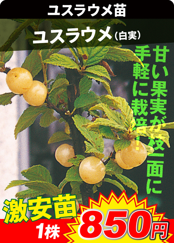 ユスラウメ・ユスラウメ白
