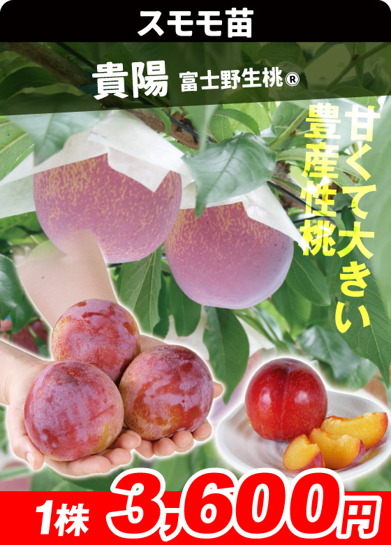 スモモ・貴陽 富士野生桃R台