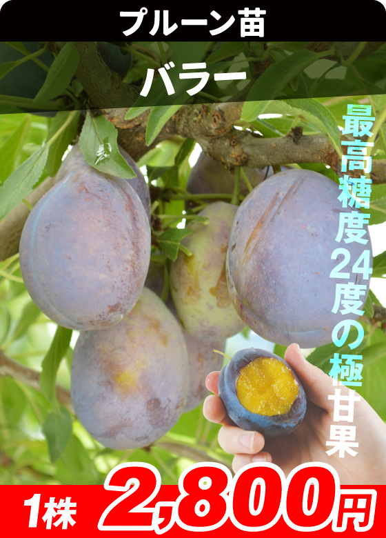プルーン・バラー