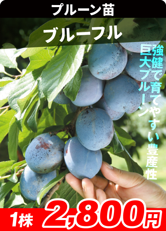 プルーン・ブルーフル