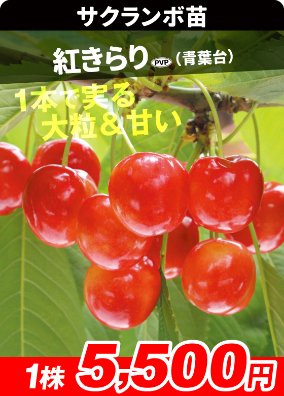 サクランボ・紅きらりPVP 青葉台