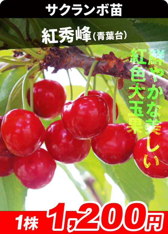 サクランボ・紅秀峰 青葉台