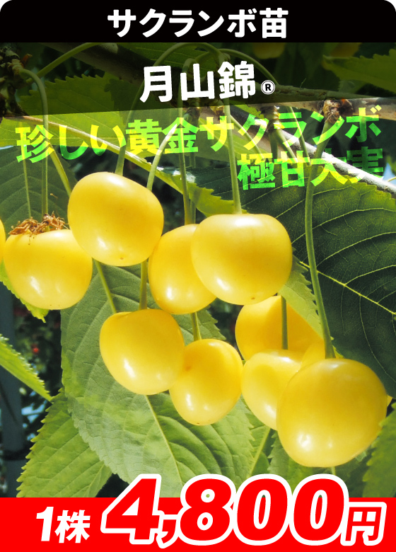 サクランボ・月山錦R