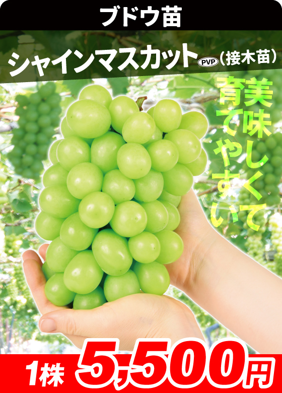 シャインマスカット ブドウ