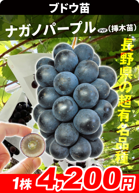 ナガノパープル ブドウ