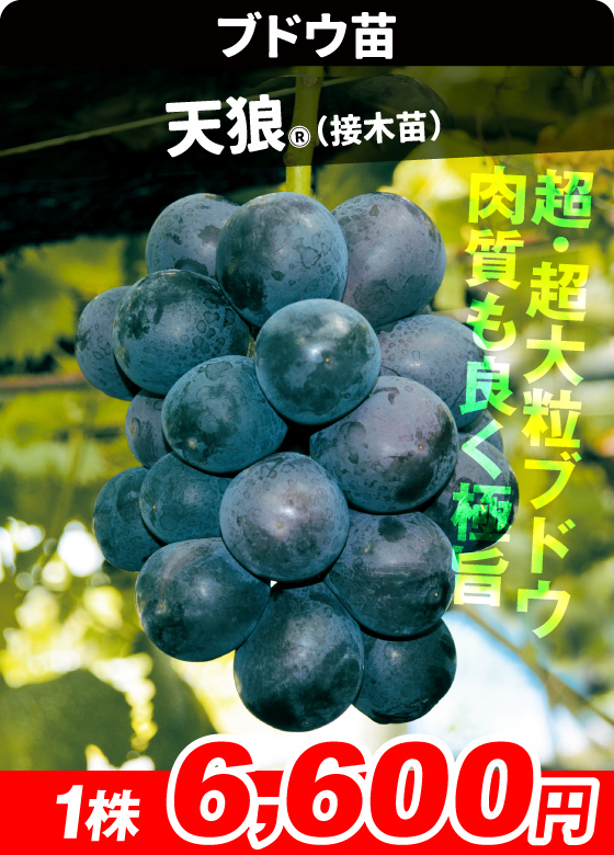 天狼R ブドウ