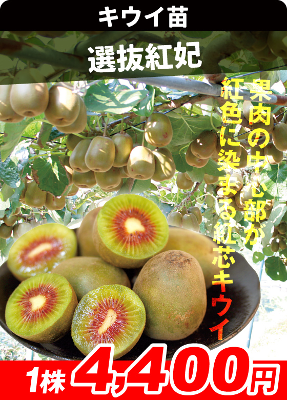 キウイ・選抜紅妃