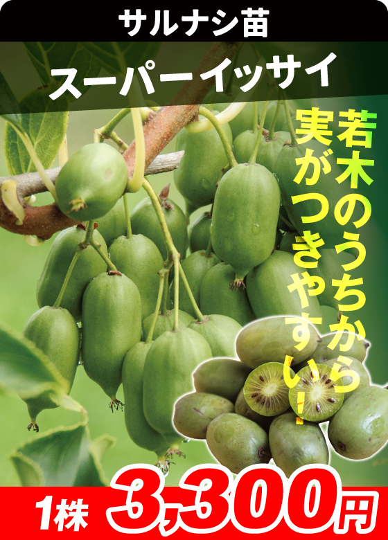 サルナシ・スーパーイッサイ