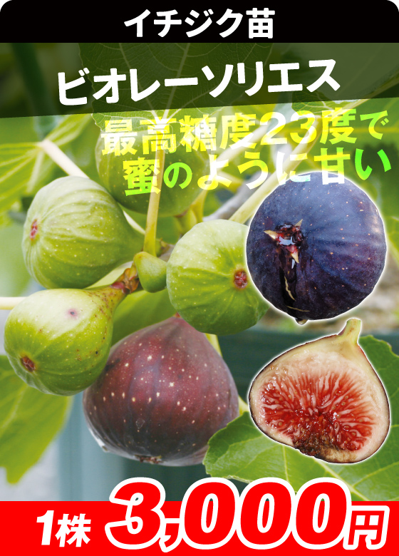 国華園オンラインショップ / イチジク苗